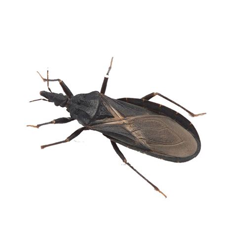 Kissing Bug Identification And Behavior Kissing Bug Control