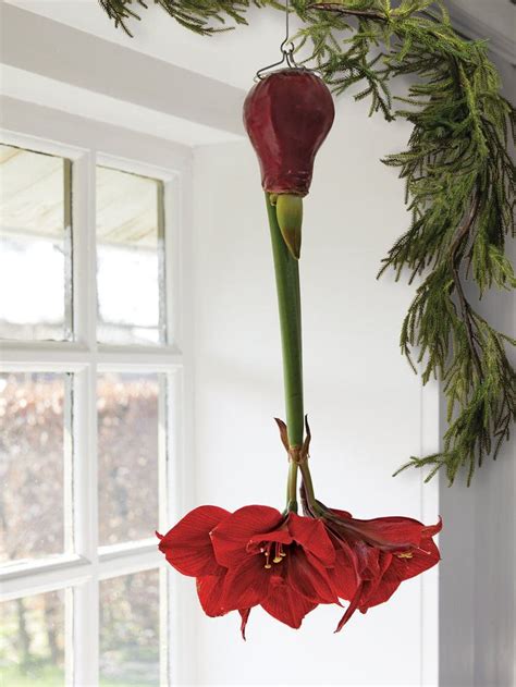 5 Fascinating Facts About Amaryllis That Will Make You Love Them Even ...