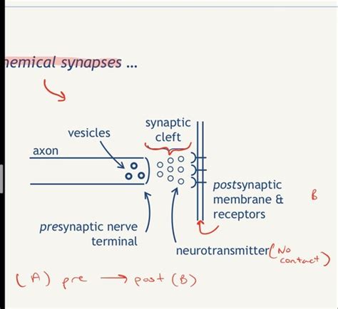 Synaptic Neurotransmission Flashcards Quizlet