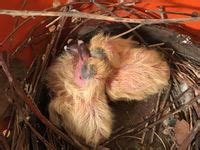 Naked Donald Trump Statue Captures Hearts In New York City But Is Quickly Torn Down PHOTOS