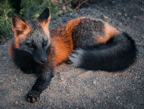 Photographer Captures Amazing Photos Of A Black And Orange Fox