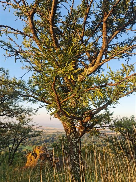 Robust Thorn From Carletonville 2499 South Africa On February 24