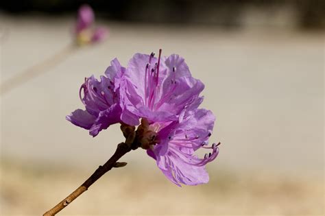 Azalea Primavera Flor Foto Gratis En Pixabay Pixabay