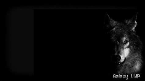 Dark Wolves Wallpapers - Top Free Dark Wolves Backgrounds - WallpaperAccess