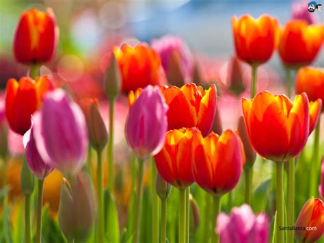 🔥 Free Download Tulips Wallpaper By Bonnieg Wallpapersafari