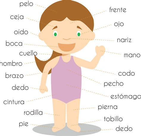 Human Body Parts Vocabulary In Spanish Vector Illustration 24626215 Vector Art At Vecteezy