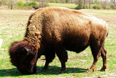 Buffalo Cattle Hybrid Fascinating Real Hybrid Animals Beefalo Bison