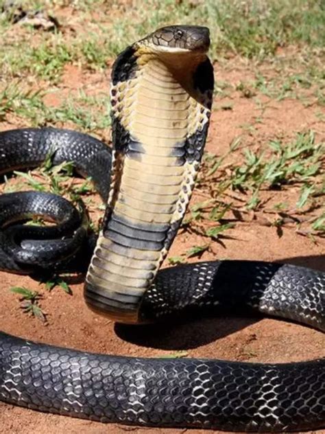 Snake Bite Death Time In India Check Indian Krait King Cobra Indian