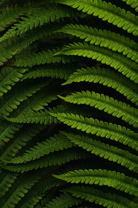 Helecho hojas macro verde Fondo de pantalla de teléfono HD