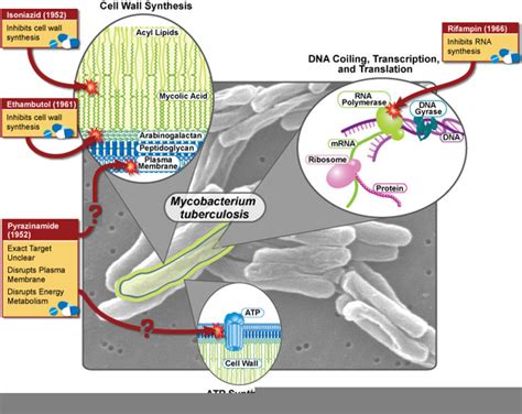 Mycobacterium Leprae Diagram Free Images At Vector Clip