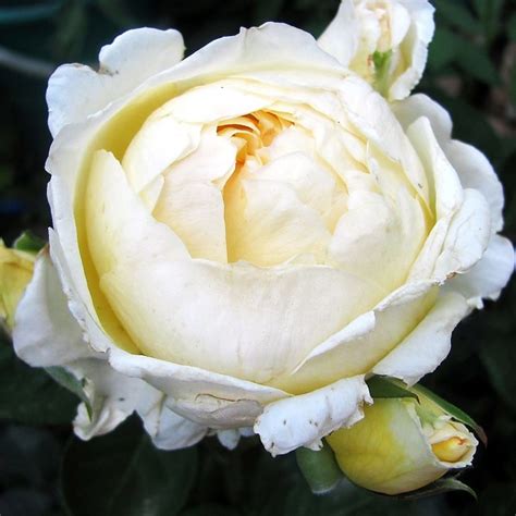 Купить Белла Ди Тоди / Bella di Todi | Садовый центр "Садовод" г. Тольятти