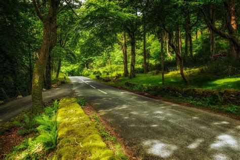 Download Greenery Nature Tree Man Made Road Hd Wallpaper