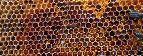 Baixista do Red Hot Chilli Peppers é apicultor