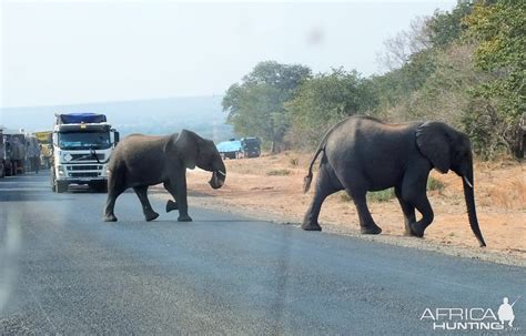 Elephant Rural-urban Migration As SADC Human-elephant Conflict ...