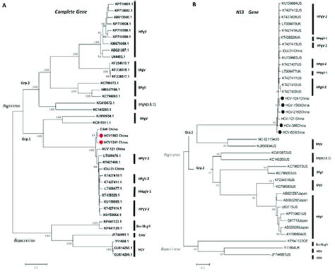 Maximum Likelihood Phylogenetic Analysis Of Full Length Genes A And