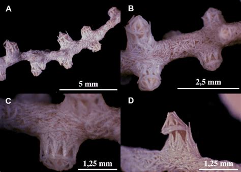 A D Paramuricea Macrospina Details Of The Polypswaypolypsway Of