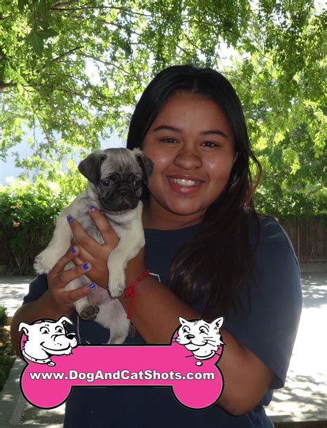 How Much Do Pugs Cost In California