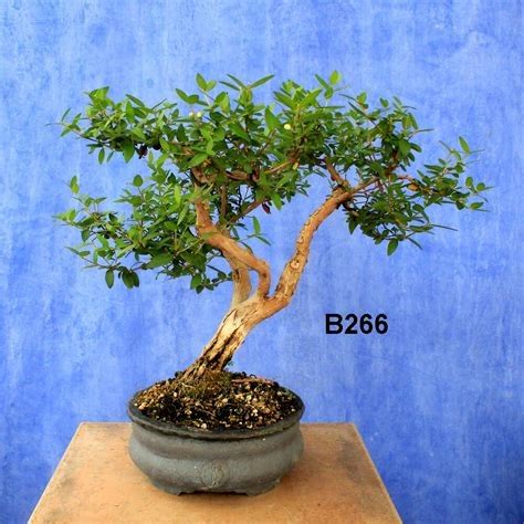 Mengenal Bonsai Sisir Kecil Dan Cara Merawatnya Mari Ternak