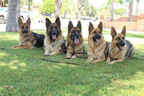 German Shepherd Puppies For Sale Riverside Ca 195812