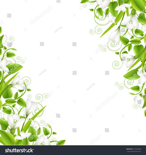 Border Snowdrops Leaf Isolated On White Stock Illustration