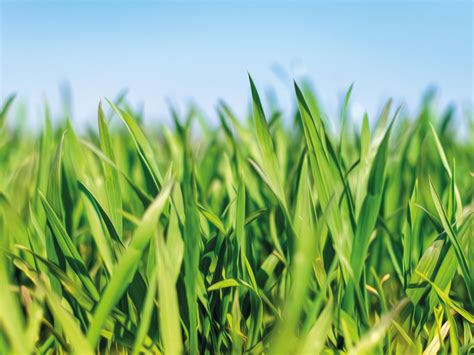 Gras / Wiese - Bühnenbild » FXdeco - Veranstaltungsdekoration ...