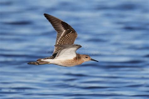 Ruff Philomachus Pugnax Stock Photo Image Of Wildlife 108684932