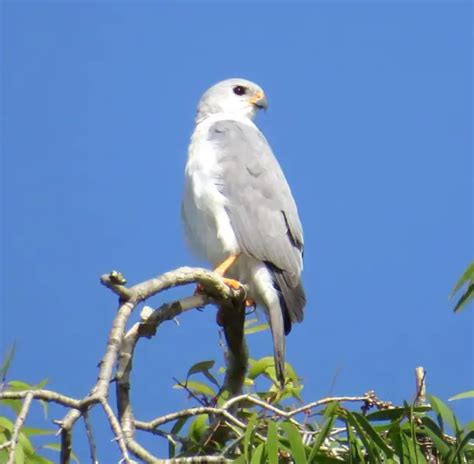 Grey goshawk - Facts, Diet, Habitat & Pictures on Animalia.bio