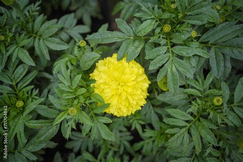 Close Up Of Indian Yellow Inka Genda Marigold Flowers Growing In A