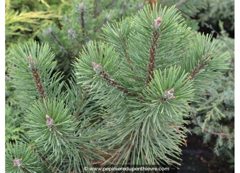 Pinus Mugo Mughus Ou Petit Pin De Montagne Pépinière Du Penthièvre