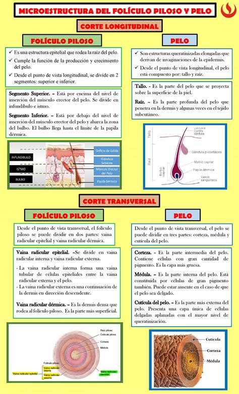 Tarea Semana 02 DE Sistema Tegumentario MICROESTRUCTURA DEL FOLÍCULO