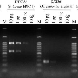 Sensitivity Of The Multiplex PCR Assay Developed In The Present Study