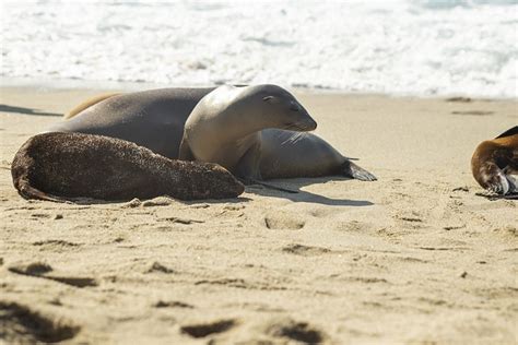 Beach Seal Marine - Free photo on Pixabay