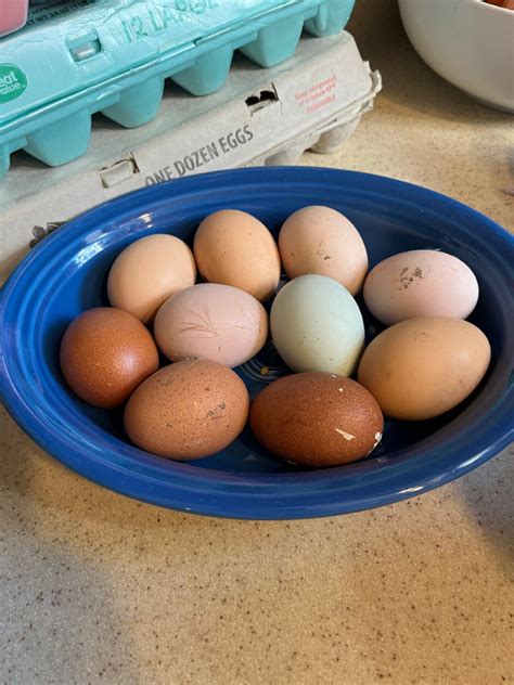 11 Chickens That Lay Pink Eggs Youll Love