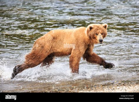 Usa Alaska Katmai National Park Brown Bear Ursus Arctos At Brooks