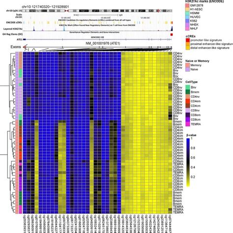 Heatmap Of The Methylation Profile Of The ATE1 Gene Demonstrating