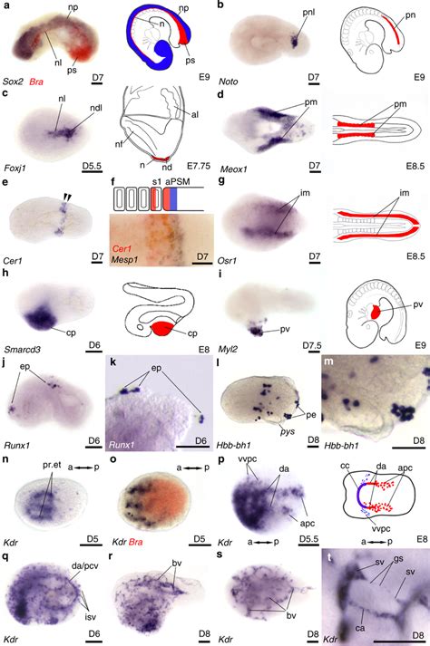 Mesoderm Germ Layer Derivatives In Embryoids Single Colour Be Gt