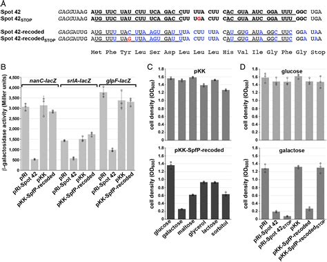 Dual Function Spot 42 Rna Encodes A 15amino Acid Protein That