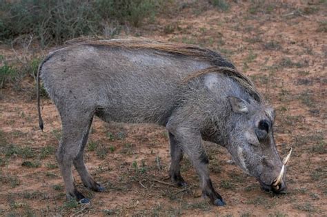 300 Best Names For Warthog Name Generator Ideas FluentSlang