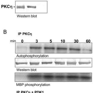 Pkc Phosphorylates And Activates Pkc In Vitro The Indicated Purified