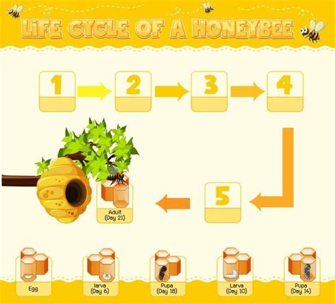 Diagramm Das Den Lebenszyklus Der Honigbiene Zeigt Kostenlose Vektor