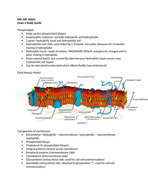 Study Guide University Of Louisville BIO 240 Rabin Exam 2 Study