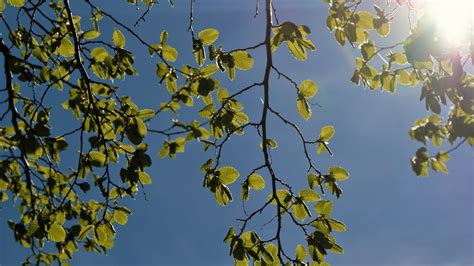 Kostenlose foto Baum Natur Wald Ast blühen Himmel Sonne