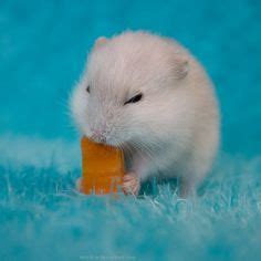 Cheese - Hamsters Portal