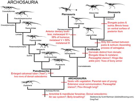 Dinosaur Phylogenetic Tree