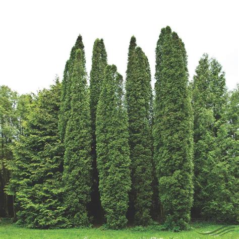THUJA occidentalis 'Columna', Туя западная `Колумна` | Pflanzen | null ...