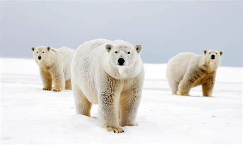 Why Do Polar Bears Have White Fur And Nine Other Polar Bear Facts