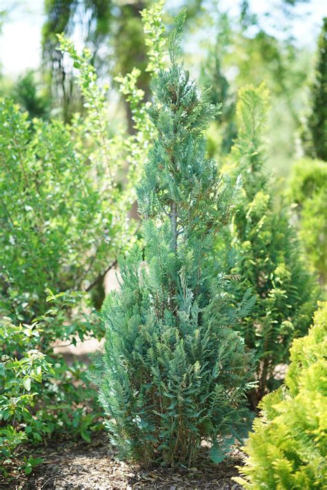 Pinpoint® Blue False Cypress Chamaecyparis Lawsoniana Proven Winners