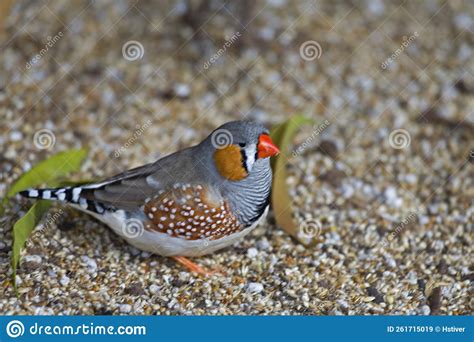 Zebra Finch Taeniopygia Guttata Relaxing On The Ground Stock Image