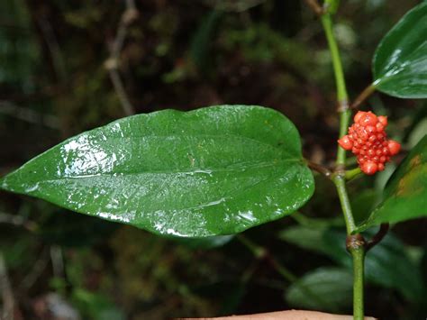 Piper Piperaceae Image At Phytoimages Siu Edu