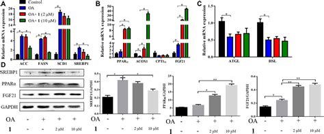 Frontiers Dehydrovomifoliol Alleviates Oleic Acid Induced Lipid